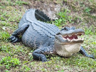 Animal Mysteries - Unglaubliches Tierverhalten
