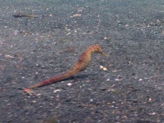 Die Superkraefte der Tiere