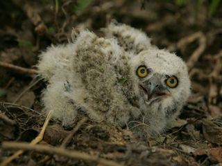 Dr. Dee: Tieraerztin in Alaska