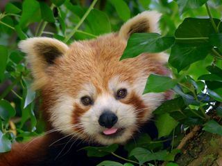 Zoo und so - Tierisch wild!