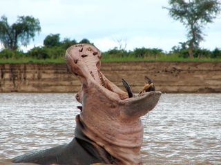 Afrikas toedlichste Jaeger