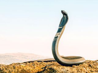 Afrikas Schlangen - Giftig und gefaehrlich (1/2)