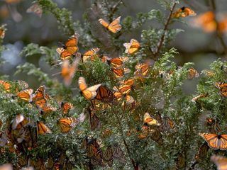 Insekten - Die heimlichen Herrscher