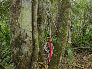 Die Hueter des Waldes