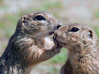 Ziesel - Die Hoernchen von der Steppenwiese Ziesel - Die Hoernchen von der Steppenwiese