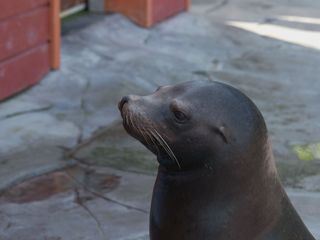 Seeloewe & Co. - tierisch beliebt