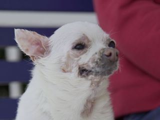Dr. Joya - Hautaerztin der Tiere Dr. Joya - Hautaerztin der Tiere