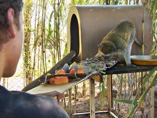 Das Waisenhaus fuer wilde Tiere