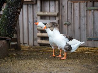 Vom Wildtier zum Haustier - Wie Tiere zur Familie wurden