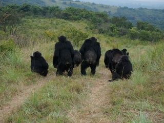 Ngogo - Koenigreich der Affen Ngogo - Koenigreich der Affen