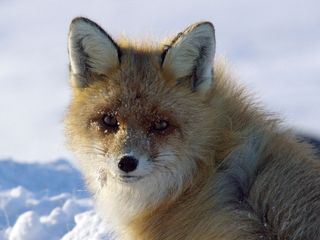 Naturwunder des Nordens