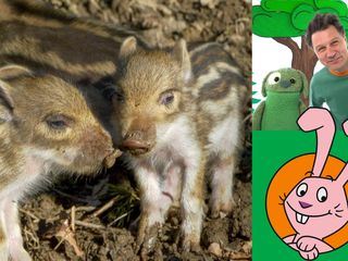 Die Sendung mit dem Elefanten