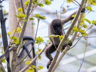 Monkey Life