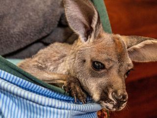 Die Superkraefte der Tiere