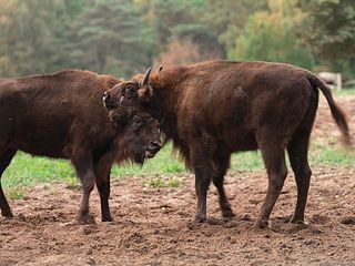 Hanseblick - So wild ist Mecklenburg