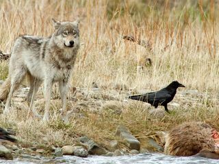 Tiere vor der Kamera