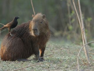 Suedamerikas tierische Freaks