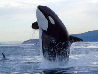 Orcas - Herrscher der Meere