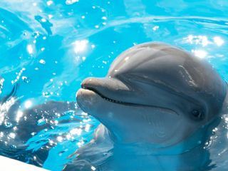 Bernie, der Delfin - Ein Sommer voller Abenteuer