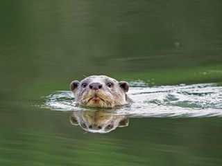 Indiens Otter