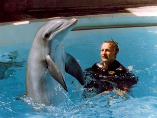 Der Tag des Delphins