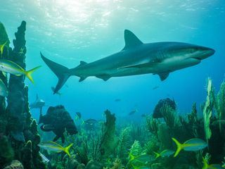 Kuba - Im Rhythmus der Natur