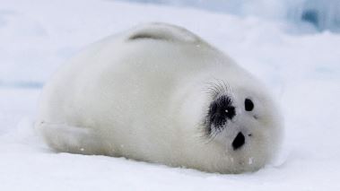 Vaerldens natur: Frozen planet