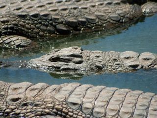 Okavango: Auf Tauchgang mit den Krokodilen