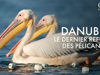 Pelikane, die Koenige des Donaudeltas