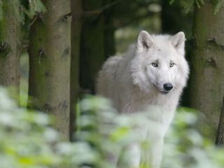 Die Sprache der Tiere