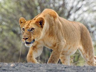 Serengeti - Wilde Geschichten aus der Savanne