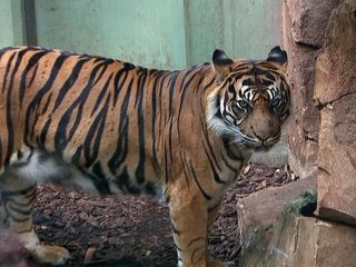 Giraffe, Erdmaennchen & Co. Giraffe, Erdmaennchen & Co.