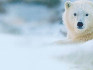 Tierbabys