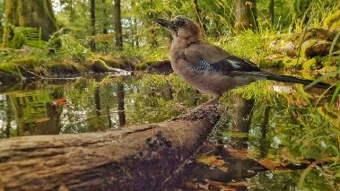 Vaerldens natur: Skogens magiska vaerld