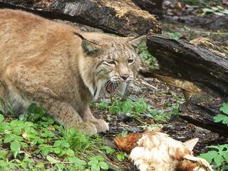60 Jahre Wildpark Feldkirch