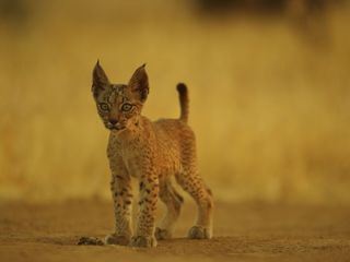 Wildkatzen und Wildhunde