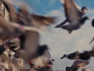 Das millionenschwere Taubenrennen