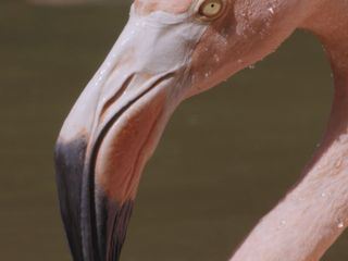 Wildes Lateinamerika