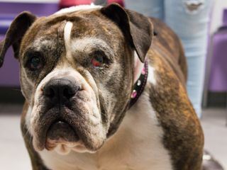 Die Tieraerzte von Houston