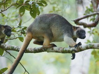 Australiens tropische Waelder Australiens tropische Waelder