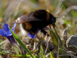 Lebensraum Schwaebische Alb