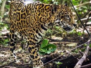 Costa Rica - Das Jaguar-Paradies