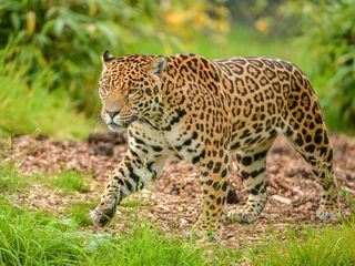 Zoo und so - Tierisch wild! Zoo und so - Tierisch wild!