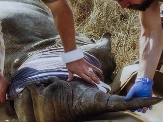 Wildlife Crime - Milliardengeschaeft Tierhandel