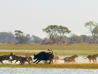 Grosskatzen 24/7 Grosskatzen 24/7