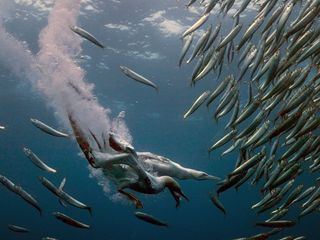 Sardine Run - Naturspektakel vor Suedafrika Sardine Run - Naturspektakel vor Suedafrika