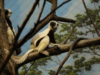 Bronx Zoo - Tierpark der Superlative