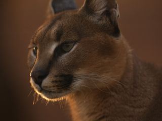 Die Karakal-Katze