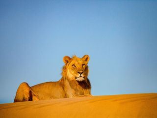 Die Wuestenloewen der Namib - Aufbruch und Wiederkehr