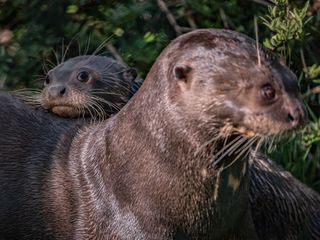 Zoo und so - Tierisch wild!
